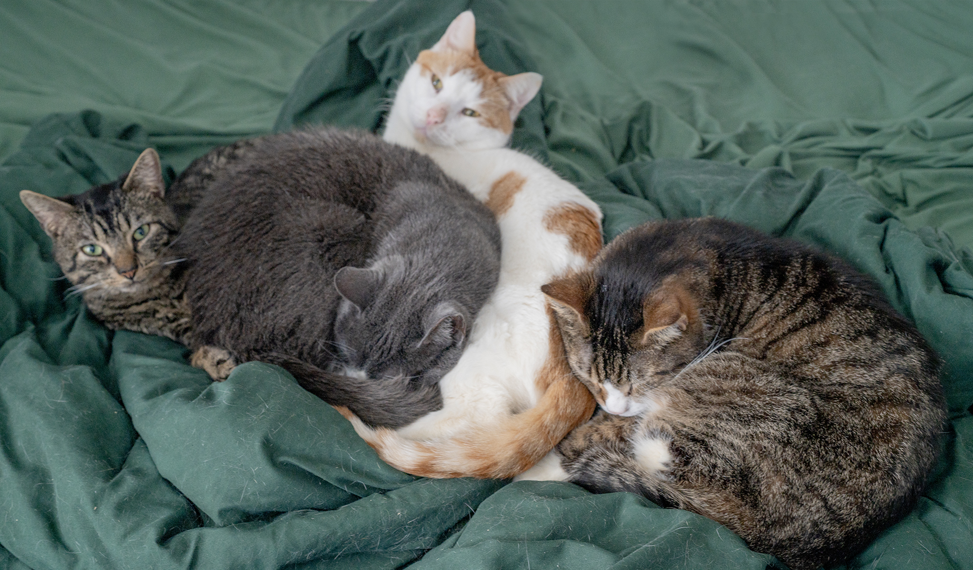 Senior Pet Home New York cat photo